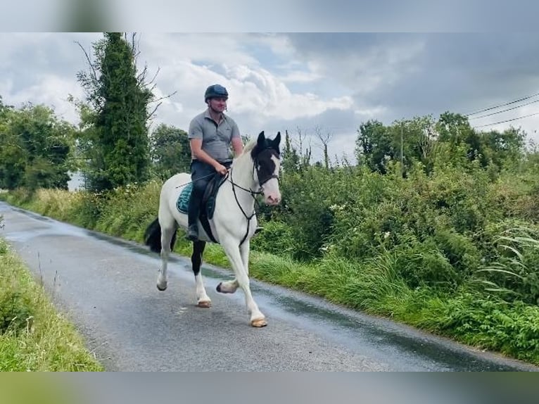 Cob Castrone 4 Anni 158 cm Pezzato in Sligo