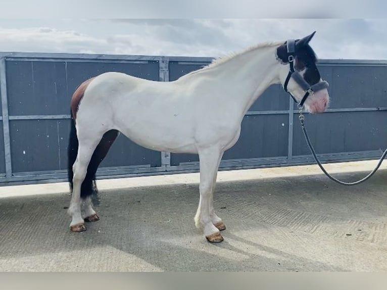 Cob Castrone 4 Anni 158 cm Pezzato in Sligo