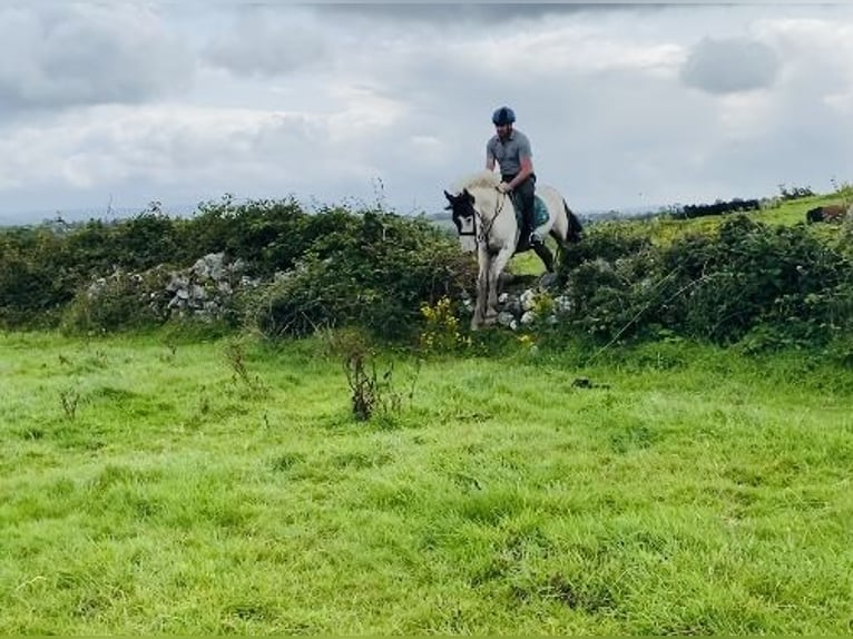 Cob Castrone 4 Anni 158 cm Pezzato in Sligo