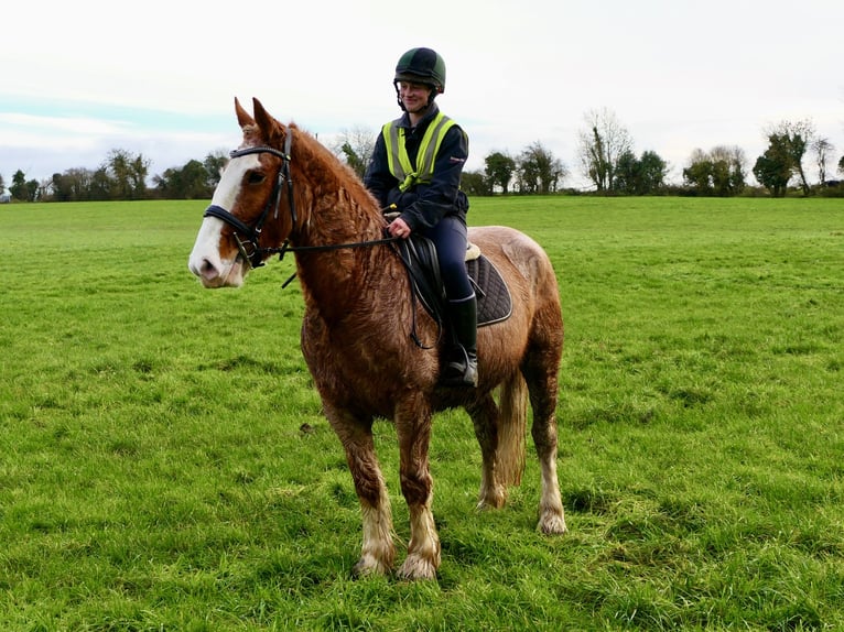 Cob Castrone 4 Anni 159 cm Roano rosso in Mountrath