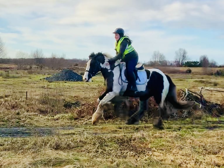 Cob Castrone 4 Anni 160 cm Pezzato in Mountrath