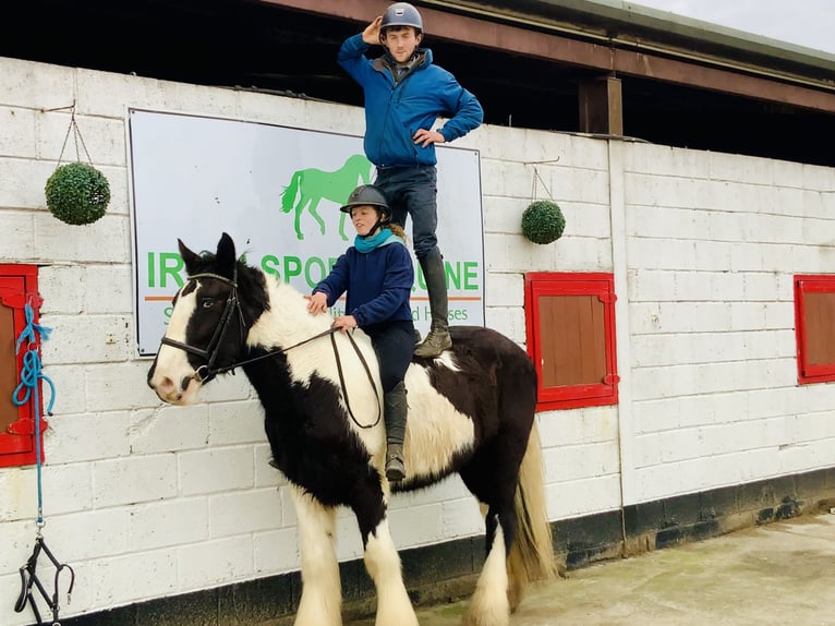 Cob Castrone 4 Anni 162 cm Pezzato in Mountrath