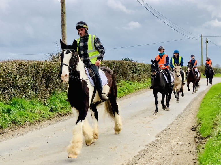 Cob Castrone 4 Anni 162 cm Pezzato in Mountrath