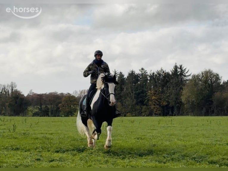 Cob Castrone 4 Anni 163 cm Pezzato in Mountrath, Co. Laois