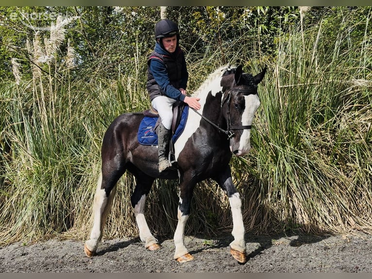 Cob Castrone 4 Anni 163 cm Pezzato in Mountrath, Co. Laois