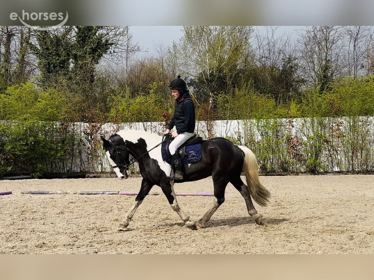 Cob Castrone 4 Anni 163 cm Pezzato in Mountrath, Co. Laois