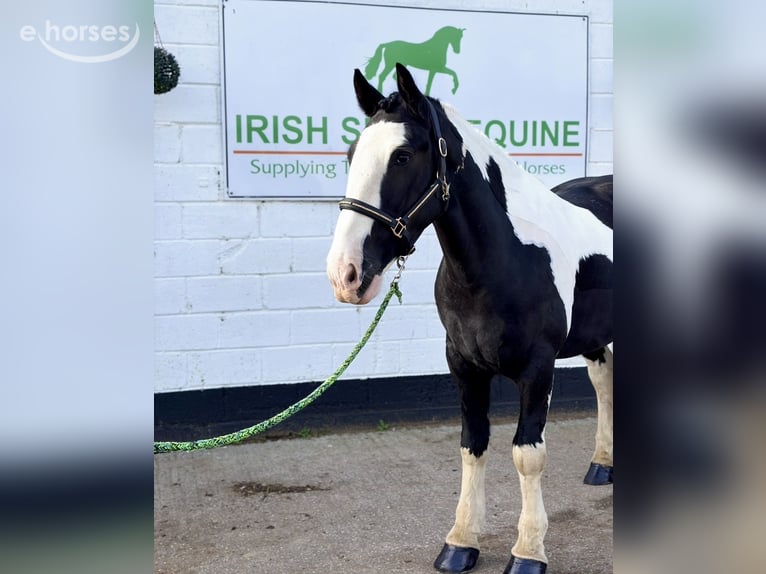 Cob Castrone 4 Anni 163 cm Pezzato in Mountrath, Co. Laois