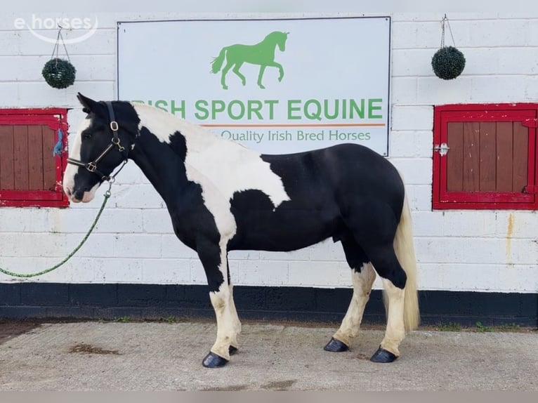 Cob Castrone 4 Anni 163 cm Pezzato in Mountrath, Co. Laois