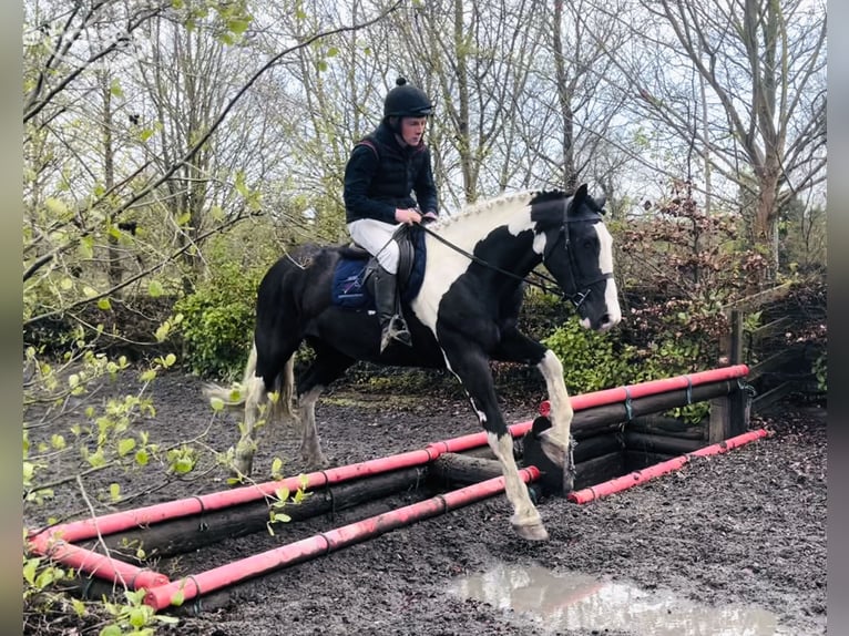 Cob Castrone 4 Anni 163 cm Pezzato in Mountrath, Co. Laois