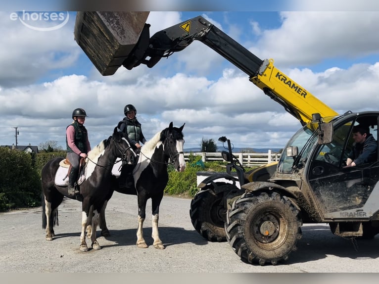 Cob Castrone 4 Anni 163 cm Pezzato in Mountrath, Co. Laois