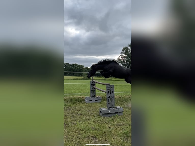 Cob Mix Castrone 5 Anni 133 cm Morello in Essen (Oldenburg)