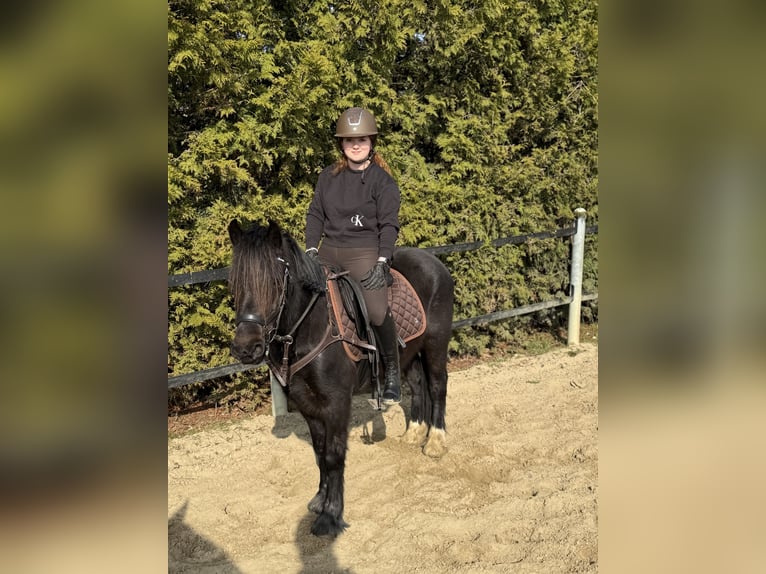 Cob Mix Castrone 5 Anni 133 cm Morello in Essen (Oldenburg)