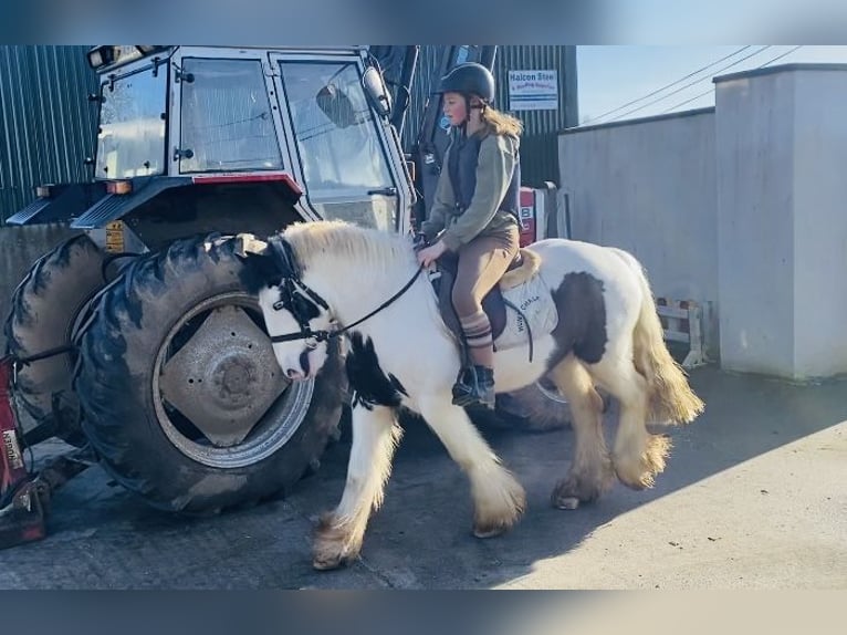 Cob Castrone 5 Anni 133 cm Pezzato in Sligo