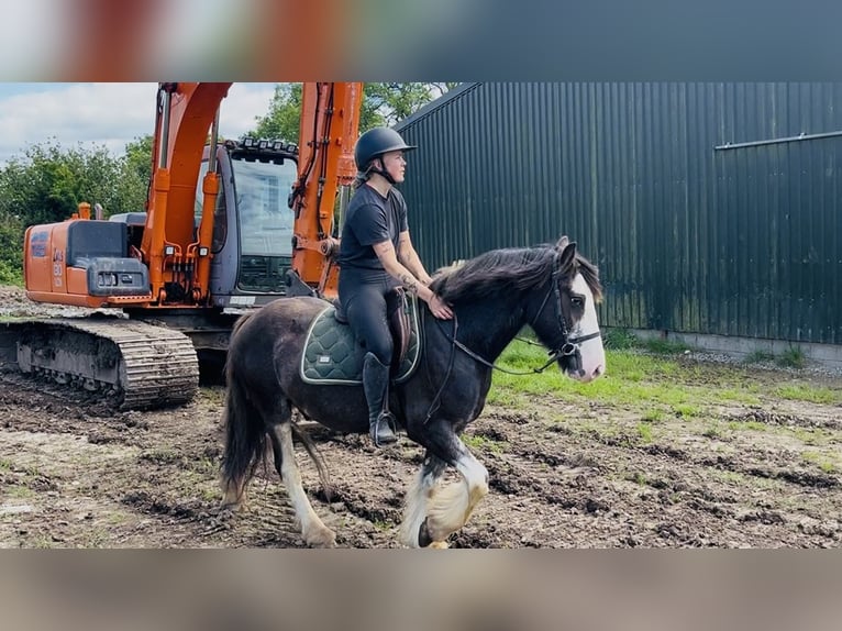 Cob Castrone 5 Anni 145 cm Morello in Sligo