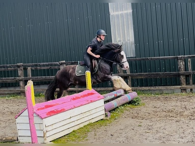 Cob Castrone 5 Anni 145 cm Morello in Sligo
