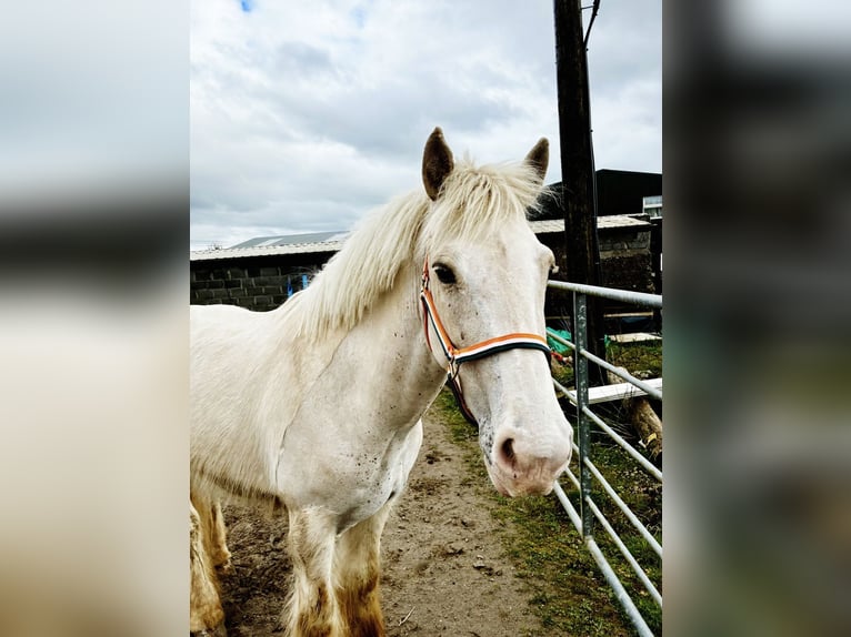 Cob Castrone 5 Anni 145 cm Palomino in Sligo