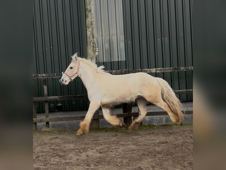 Cob Castrone 5 Anni 145 cm Palomino in Sligo