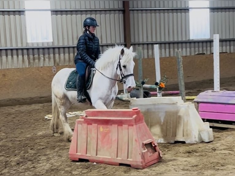 Cob Castrone 5 Anni 145 cm Palomino in Sligo