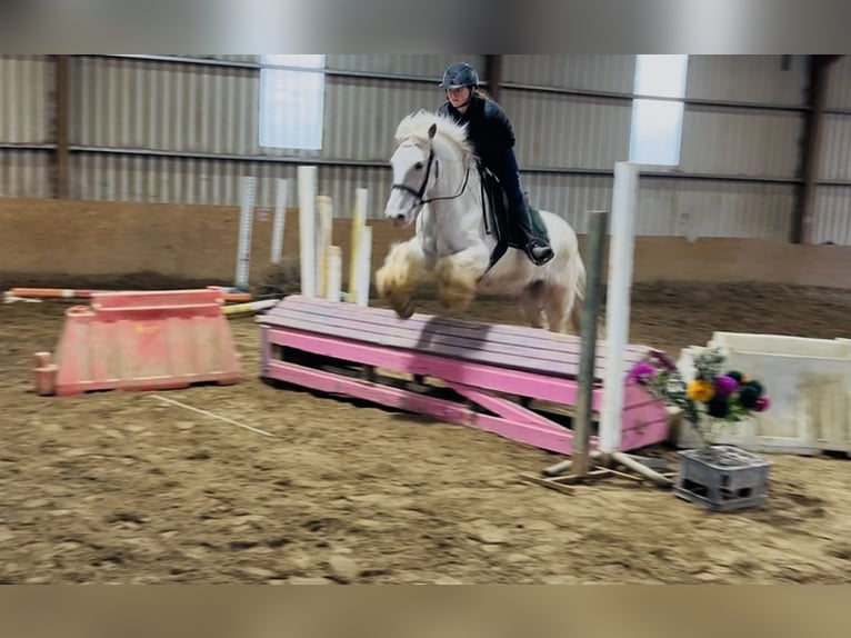 Cob Castrone 5 Anni 145 cm Palomino in Sligo