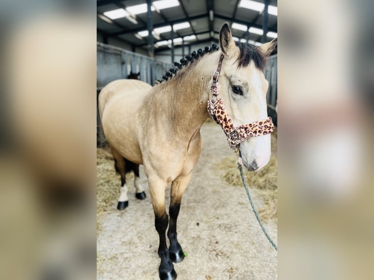 Cob Castrone 5 Anni 146 cm Falbo in Sligo