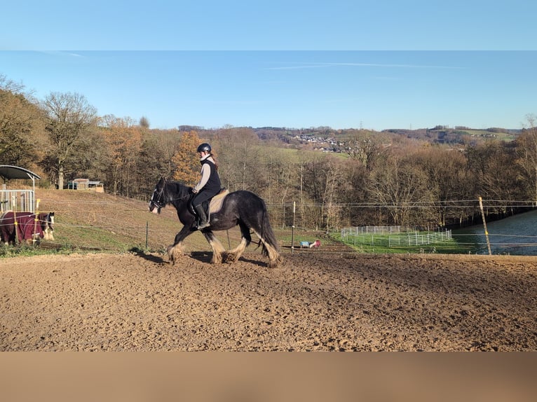 Cob Castrone 5 Anni 146 cm Roano blu in Morsbach