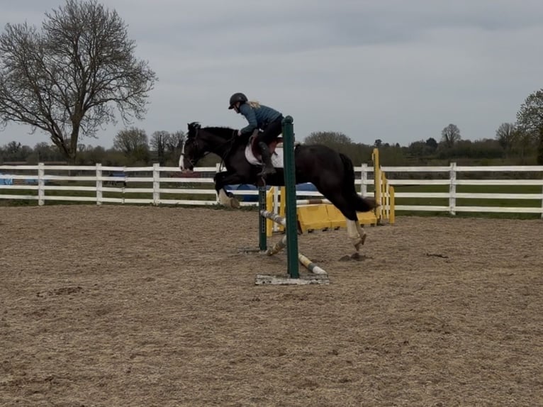 Cob Castrone 5 Anni 148 cm  in Co laois