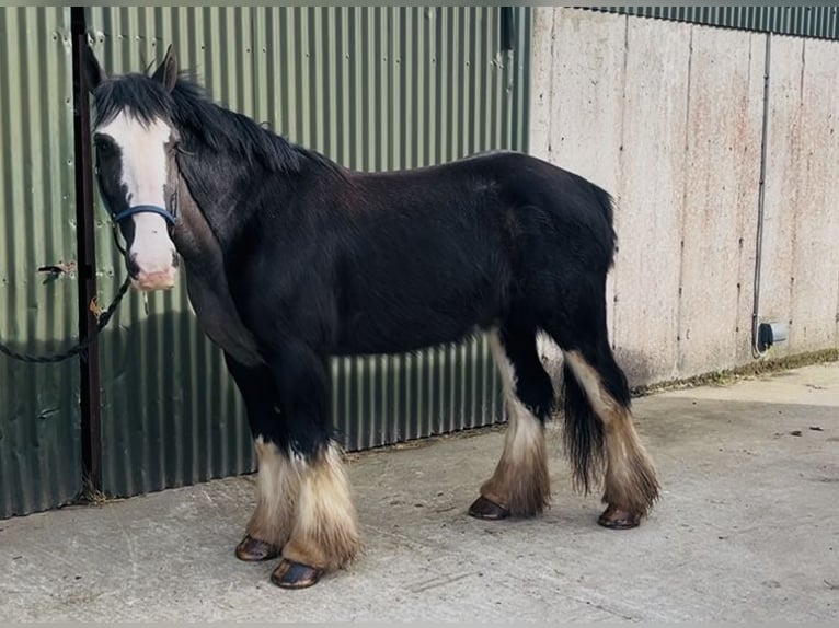Cob Castrone 5 Anni 148 cm Morello in Sligo