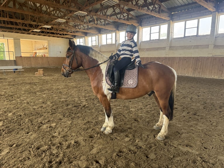 Cob Castrone 5 Anni 150 cm Pezzato in Ganschow