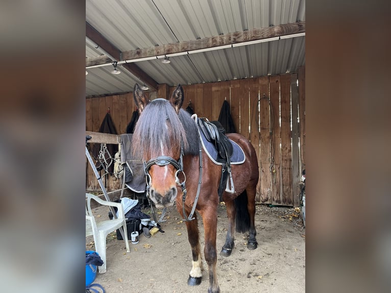 Cob Castrone 5 Anni 151 cm Baio in Crespières