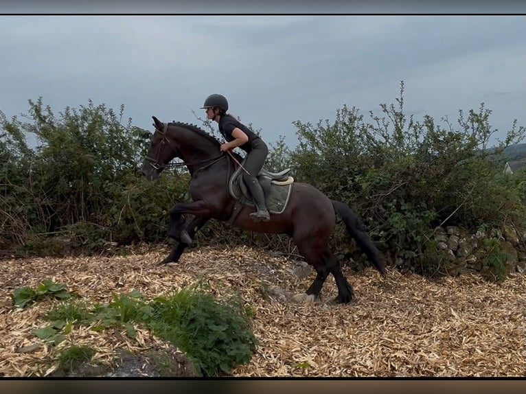 Cob Castrone 5 Anni 155 cm Morello in Sligo