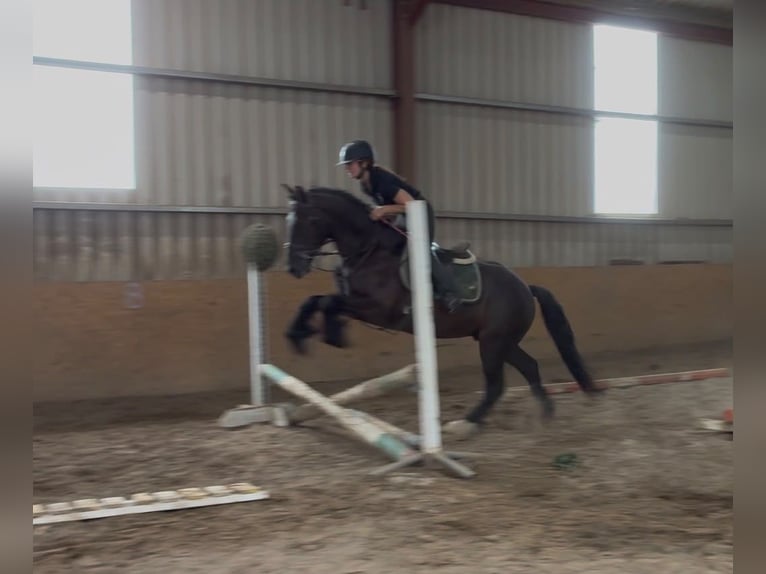 Cob Castrone 5 Anni 155 cm Morello in Sligo