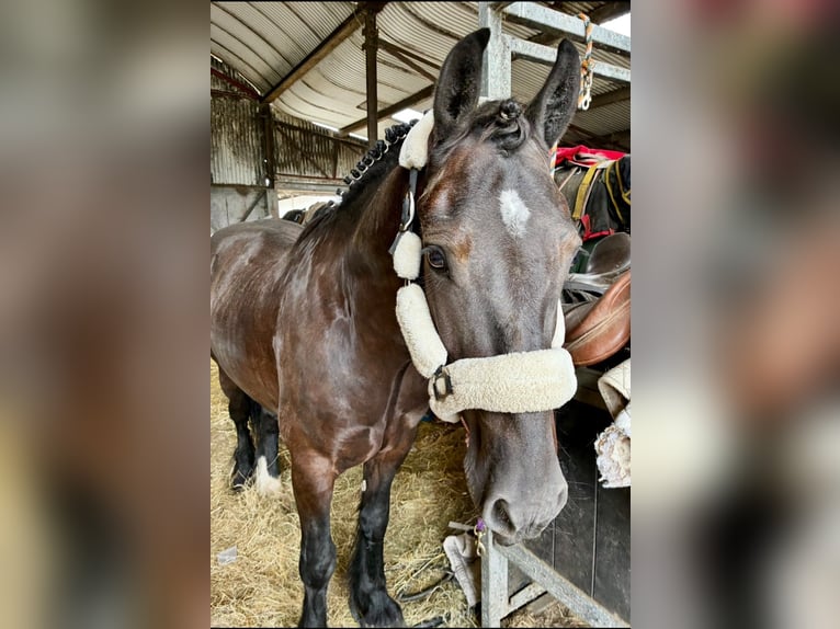 Cob Castrone 5 Anni 155 cm Morello in Sligo