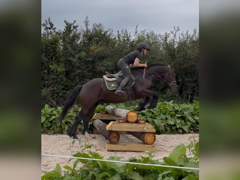 Cob Castrone 5 Anni 155 cm Morello in Sligo