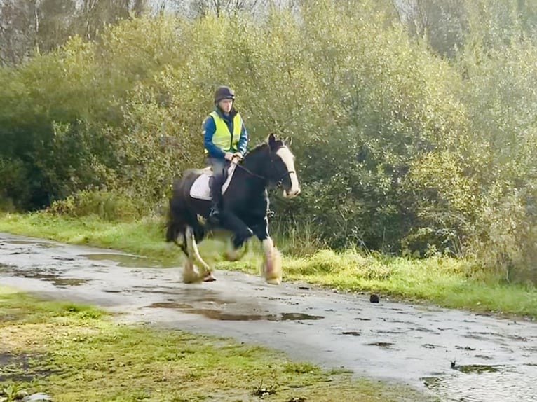 Cob Castrone 5 Anni 155 cm Morello in Mountrath