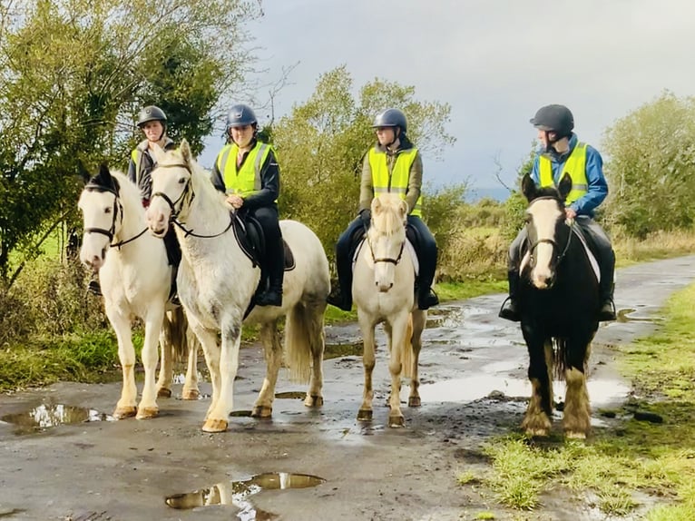 Cob Castrone 5 Anni 155 cm Morello in Mountrath