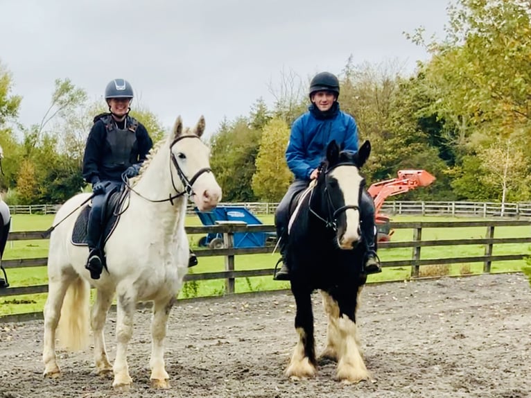 Cob Castrone 5 Anni 155 cm Morello in Mountrath