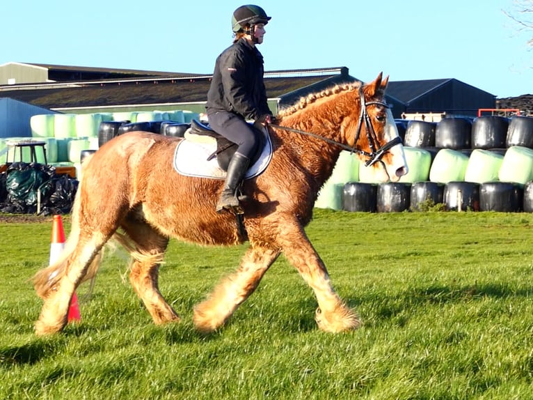 Cob Castrone 5 Anni 159 cm Roano rosso in Mountrath