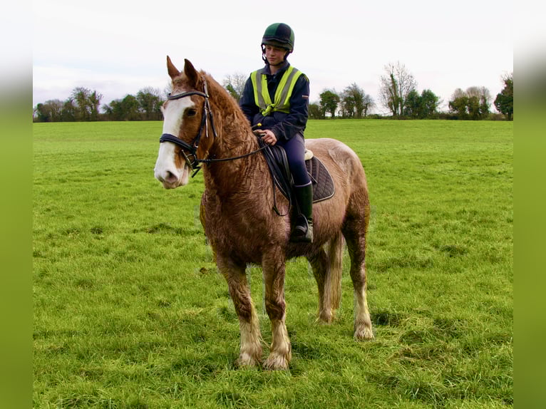 Cob Castrone 5 Anni 159 cm Roano rosso in Mountrath