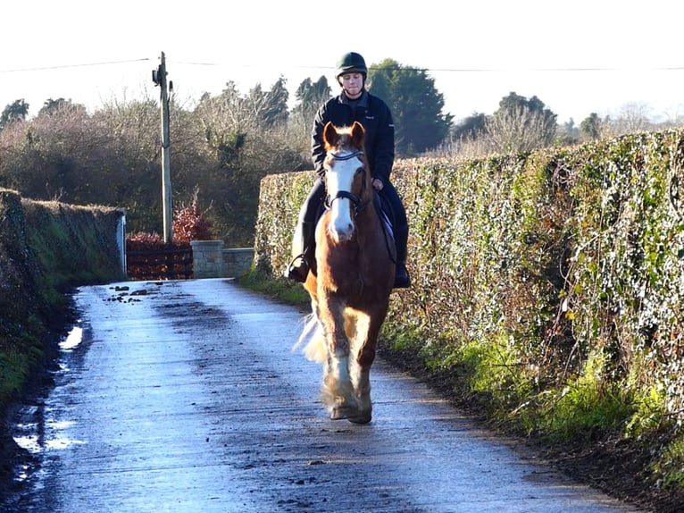Cob Castrone 5 Anni 159 cm Roano rosso in Mountrath