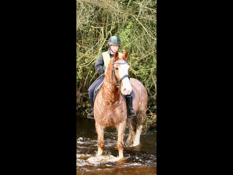 Cob Castrone 5 Anni 159 cm Roano rosso in Mountrath