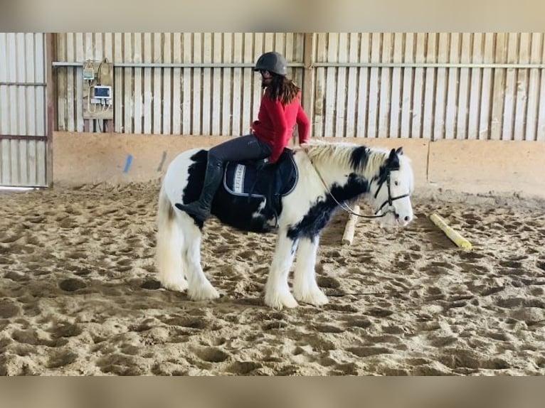 Cob Castrone 6 Anni 130 cm Pezzato in Sligo