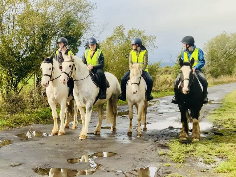 Cob Castrone 6 Anni 152 cm Grigio in Mountrath