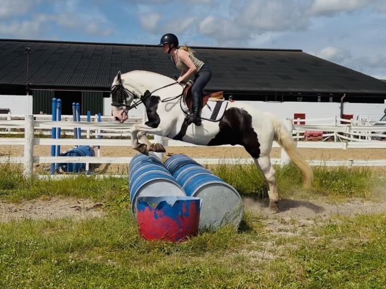 Cob Castrone 6 Anni 156 cm Pezzato in Mountrath, Co. Laois