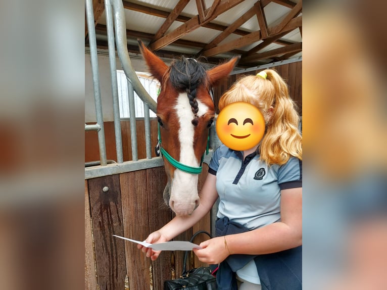 Cob Castrone 6 Anni 160 cm Baio in Sevenig (Our)