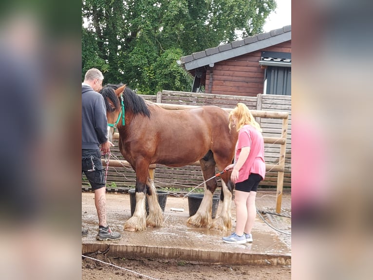 Cob Castrone 6 Anni 160 cm Baio in Sevenig (Our)