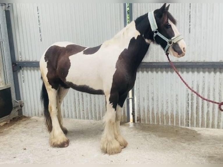 Cob Castrone 8 Anni 133 cm Pezzato in Sligo