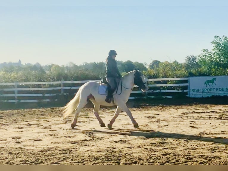 Cob Castrone 8 Anni 145 cm Pezzato in Mountrath