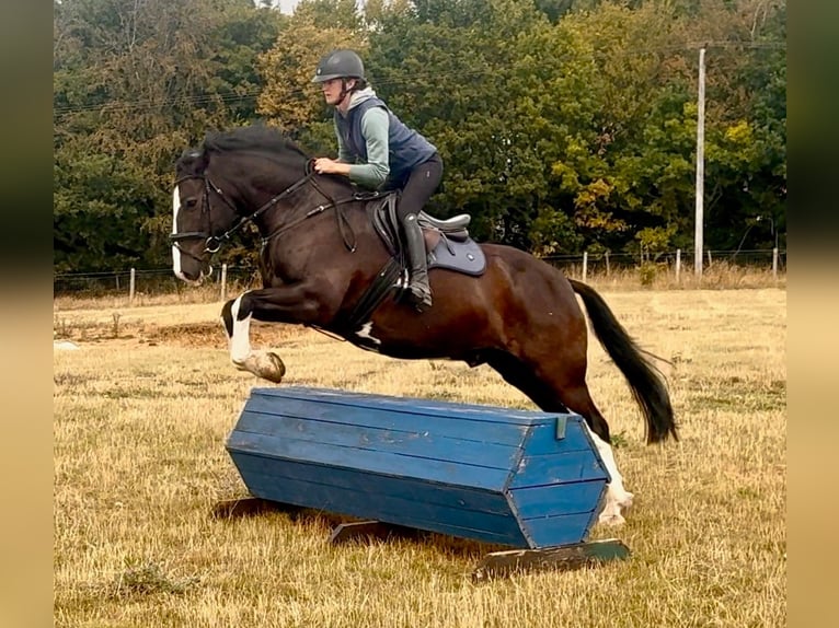 Cob Mix Castrone 8 Anni 158 cm Morello in grantham, Lincs