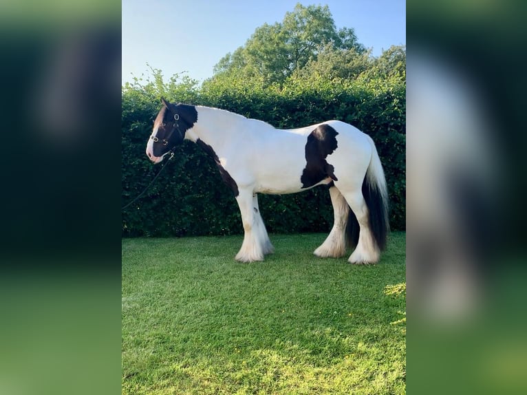 Cob Castrone 8 Anni 163 cm Morello in Galway