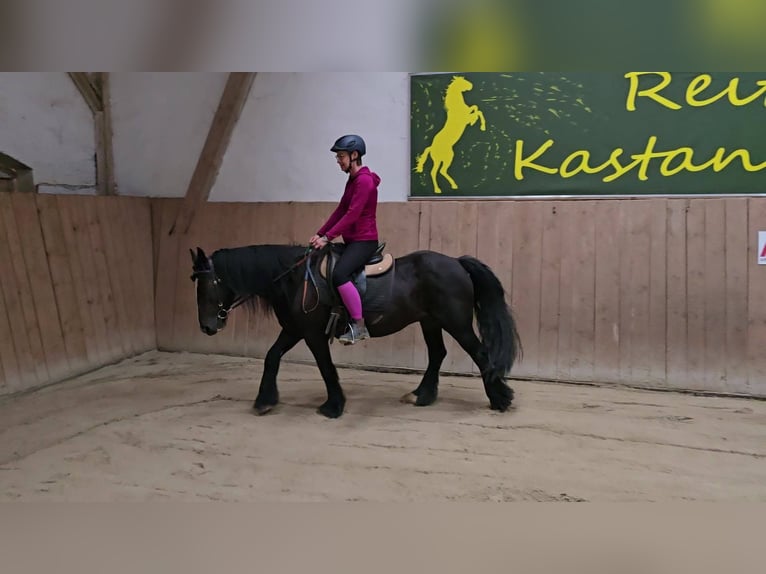 Cob Castrone 9 Anni 146 cm Morello in Lauenhagen Lauenhagen